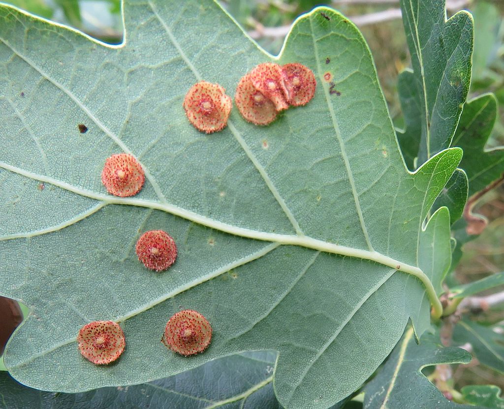  Common Spangle Gall 